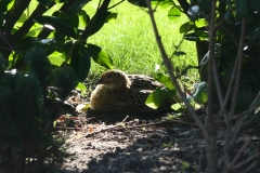 Besuch beim Frühstück