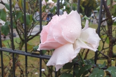 Rose mit Regentropfen