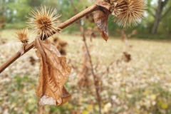 Herbst