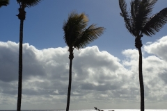 La Palma 2019
