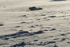 langeoog_16l