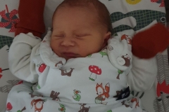 Noah1