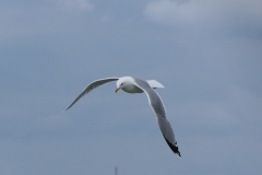 P1010526