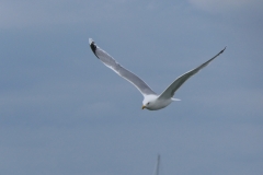 P1010527