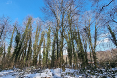 winter2021_07