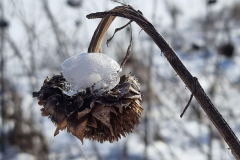 winter2021_12